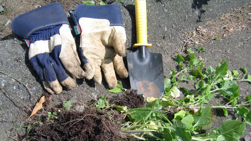 Freshly pulled weeds with their roots and clumps of dark soil lying on bare ground beside a pair of worn blue canvas and leather gardening gloves and a hand trowel with a yellow handle