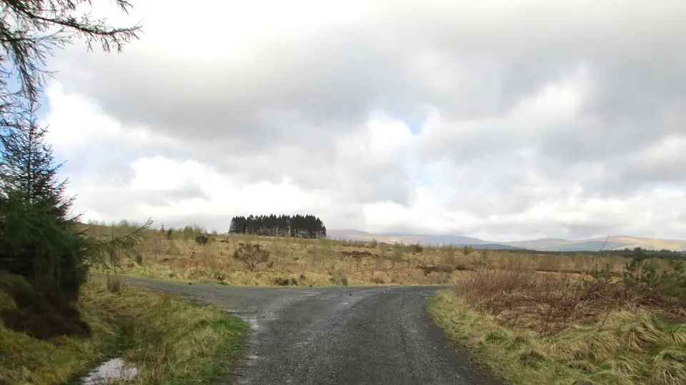 A gravel track forking left and right across open moorland under a cloudy sky, with a stand of pine trees in the distance